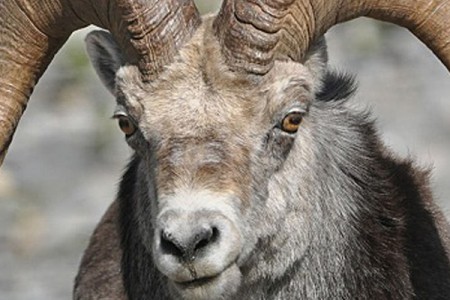 Angry Ram Strikes Again